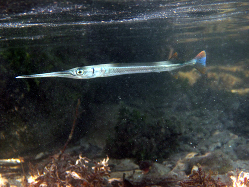Redfin Needlefish
